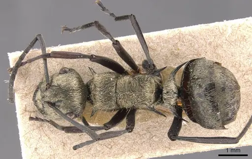 Polyrhachis cupreata - CASENT0905575