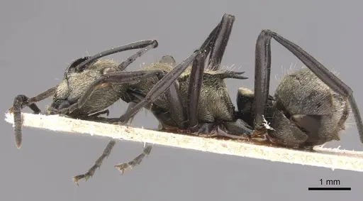 Polyrhachis cupreata - CASENT0905575