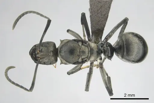 Polyrhachis curta specimen