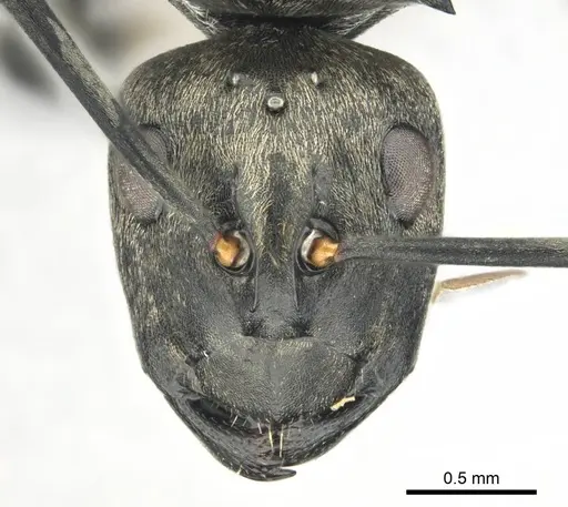 Polyrhachis curta specimen