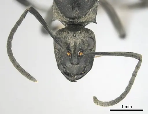 Polyrhachis curta specimen