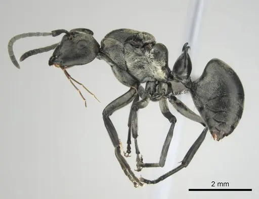 Polyrhachis curta - CASENT0250004