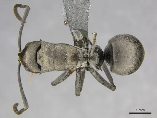 Polyrhachis curta - CASENT0250040