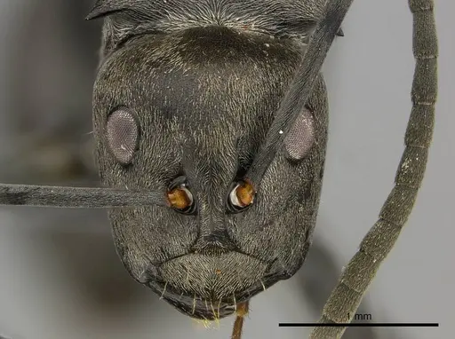 Polyrhachis curta - CASENT0250040