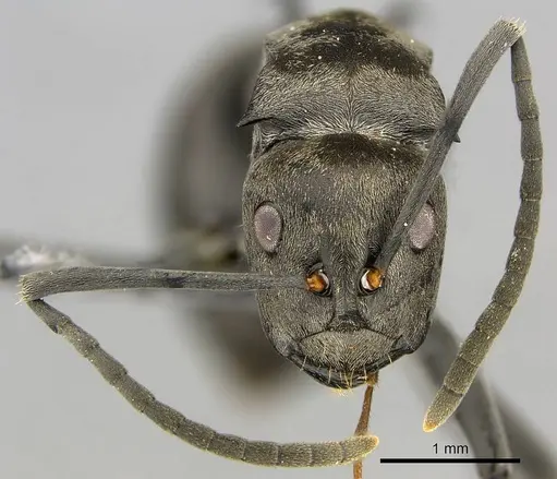 Polyrhachis curta - CASENT0250040