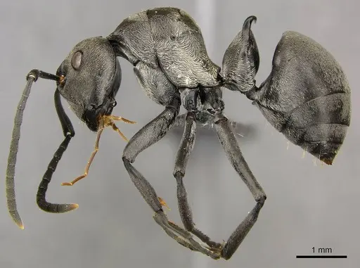 Polyrhachis curta - CASENT0250040