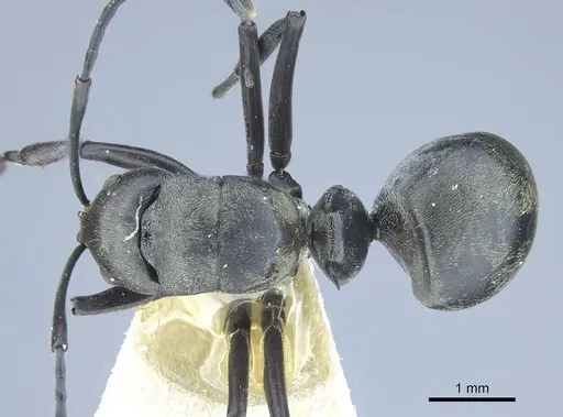 Polyrhachis curta - CASENT0906837
