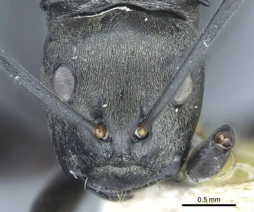 Polyrhachis curta - CASENT0906837