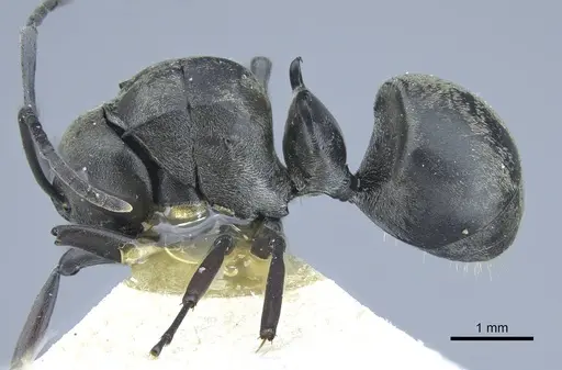 Polyrhachis curta - CASENT0906837