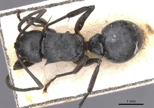 Polyrhachis curta - CASENT0913676