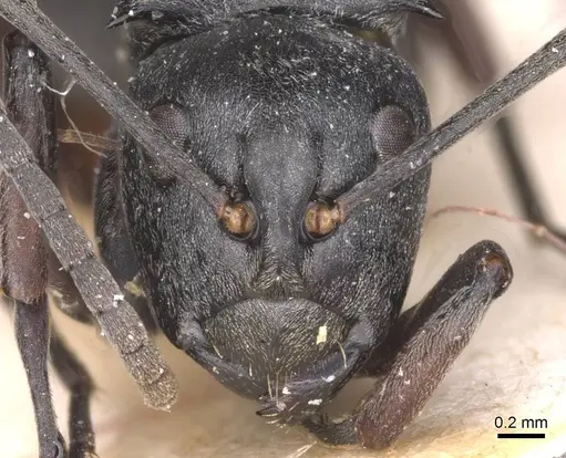 Polyrhachis curta - CASENT0913676