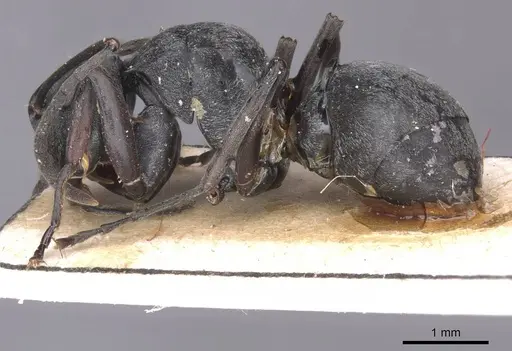 Polyrhachis curta - CASENT0913676