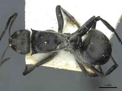 Polyrhachis curta - RMCAENT000017826