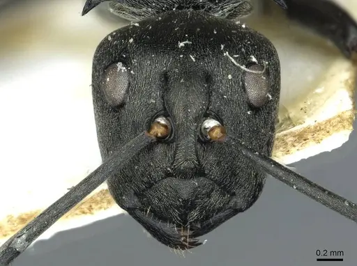 Polyrhachis curta - RMCAENT000017826