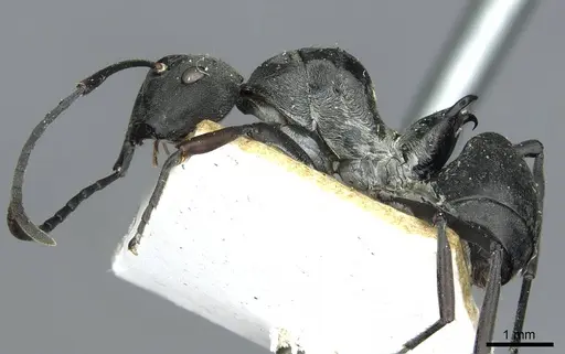Polyrhachis curta - RMCAENT000017826