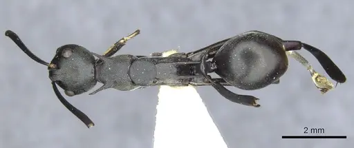 Polyrhachis curvispina specimen