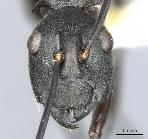 Polyrhachis curvispina specimen