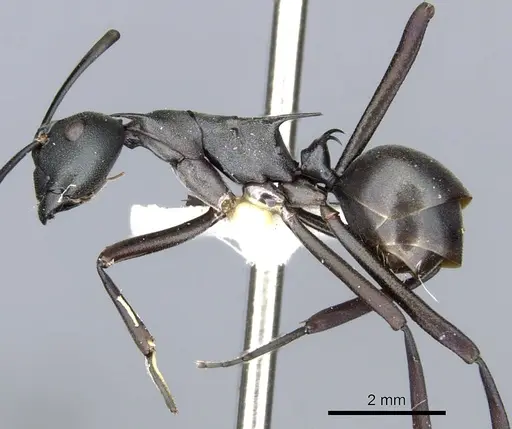 Polyrhachis curvispina specimen