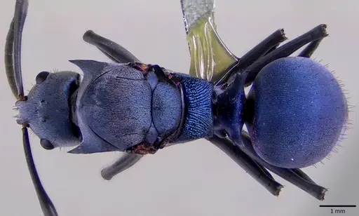 Polyrhachis cyaniventris specimen