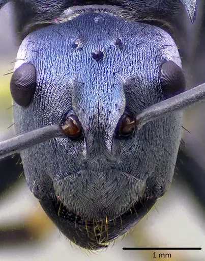 Polyrhachis cyaniventris specimen
