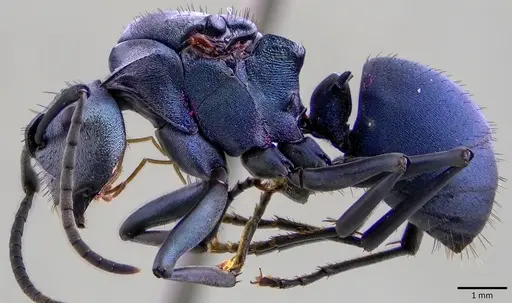 Polyrhachis cyaniventris - ANTWEB1041821