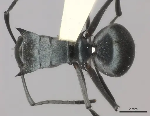 Polyrhachis cyaniventris - CASENT0217766