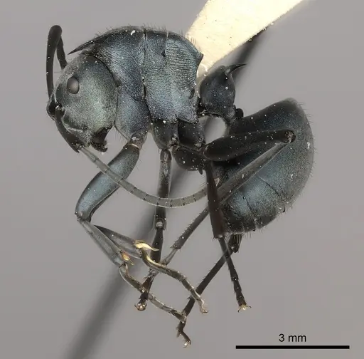 Polyrhachis cyaniventris - CASENT0217766
