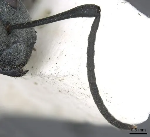 Polyrhachis cyaniventris - CASENT0903434