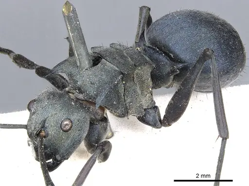 Polyrhachis cyaniventris - CASENT0903434