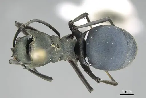 Polyrhachis cyaniventris - CASENT0919851