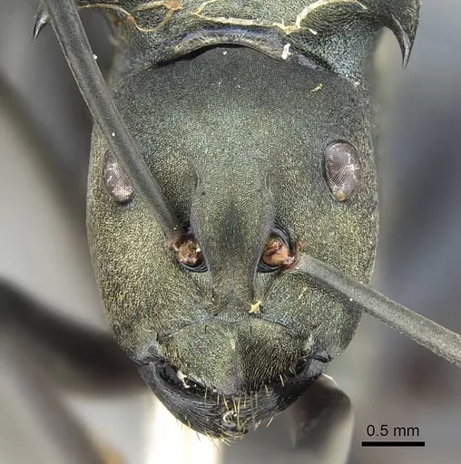 Polyrhachis cyaniventris - CASENT0919851