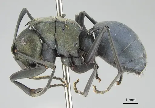 Polyrhachis cyaniventris - CASENT0919851