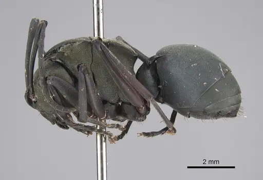 Polyrhachis cyaniventris - CASENT0923488