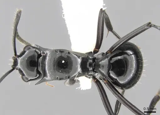 Polyrhachis cybele specimen