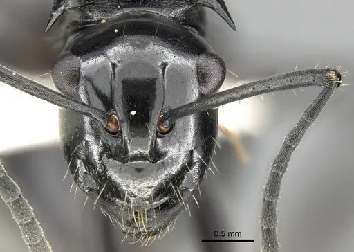 Polyrhachis cybele specimen