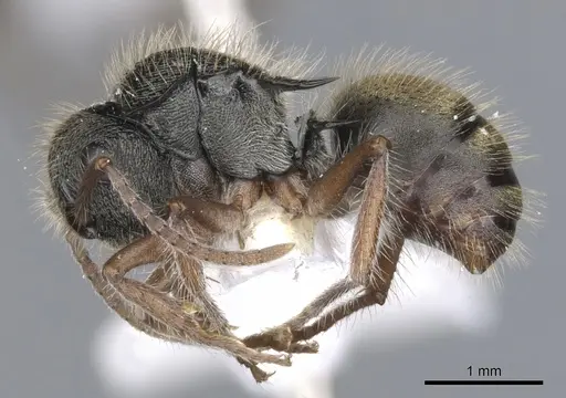 Polyrhachis cydista specimen