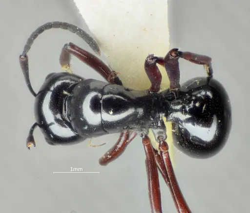 Polyrhachis cyphonota specimen