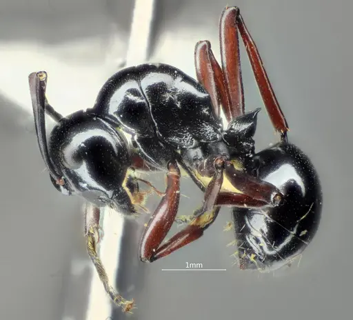 Polyrhachis cyphonota specimen
