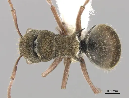 Polyrhachis cyrus specimen