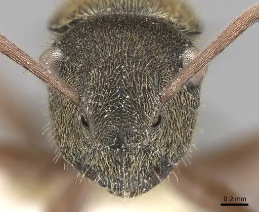 Polyrhachis cyrus specimen