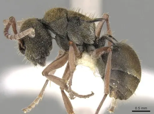 Polyrhachis cyrus specimen