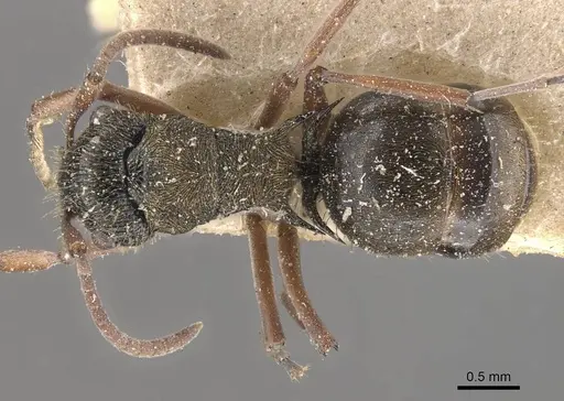 Polyrhachis cyrus - CASENT0910821