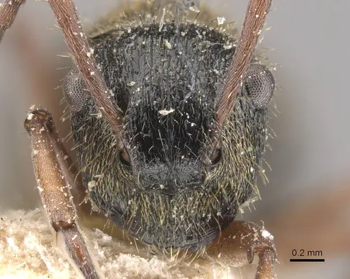 Polyrhachis cyrus - CASENT0910821