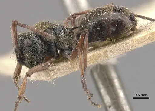 Polyrhachis cyrus - CASENT0910821