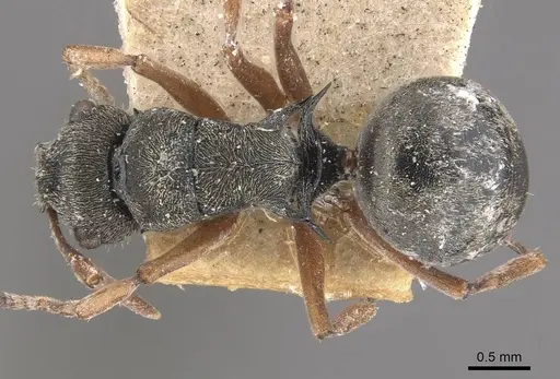 Polyrhachis cyrus - CASENT0910832