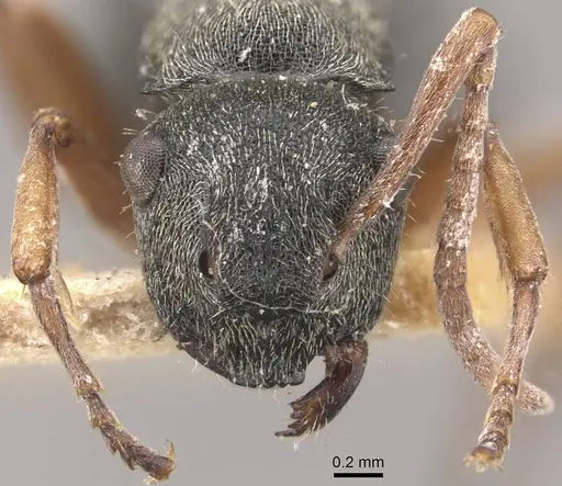 Polyrhachis cyrus - CASENT0910832