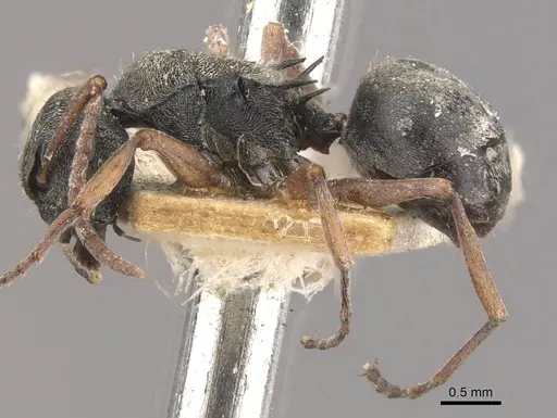Polyrhachis cyrus - CASENT0910832