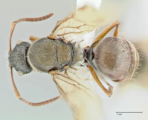 Polyrhachis cyrus - FOCOL2601-1