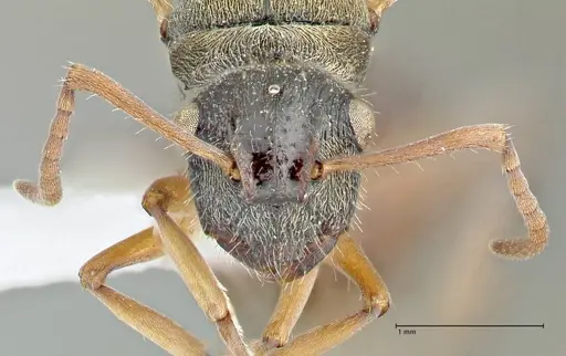 Polyrhachis cyrus - FOCOL2601-1