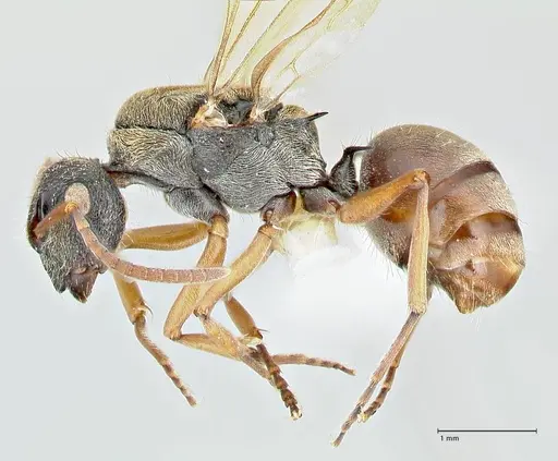 Polyrhachis cyrus - FOCOL2601-1